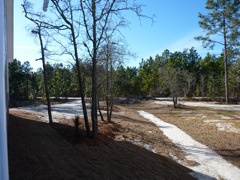 Forest Behind