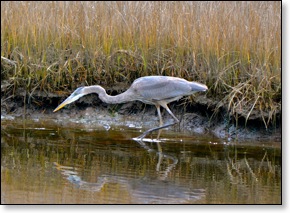 lockedandloadedblueheron