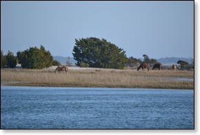 poniesinbeaufort