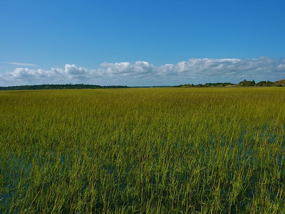 Bogue Inlet Marshes