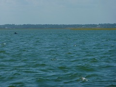 Dolphin in Distance