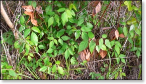 poisonivy