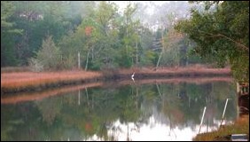 whiteheron