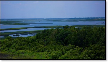 thankgoodnessforthegreen