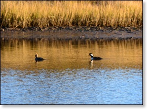 mergansers