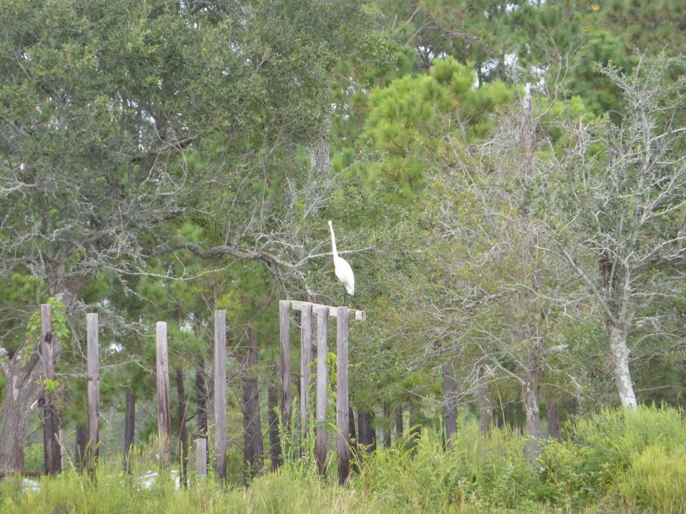 Long Necked Heron