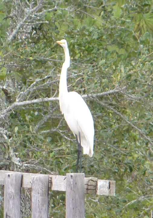 A White Heron