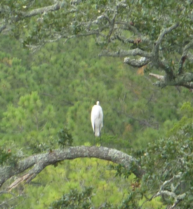 Yet Another Heron