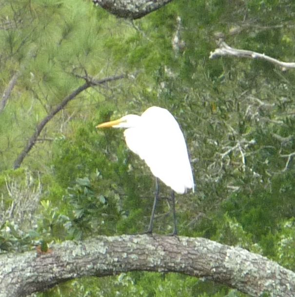 Another Heron Side