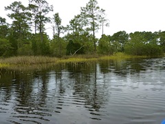 Flooded Marshes