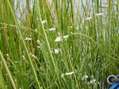 Marsh Flowers