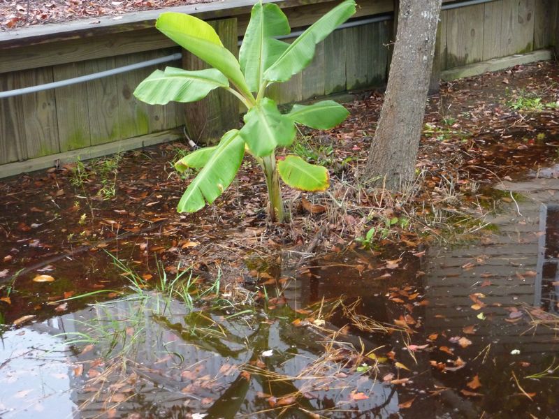Damp Banana Plant
