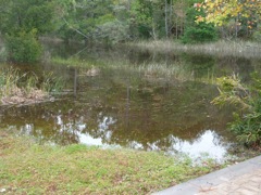 Water in the backyard