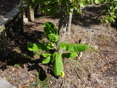 Invigorated Banana Plant