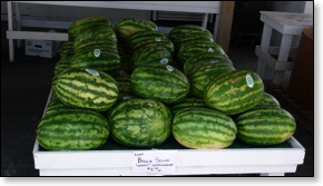 boguesoundwatermelons