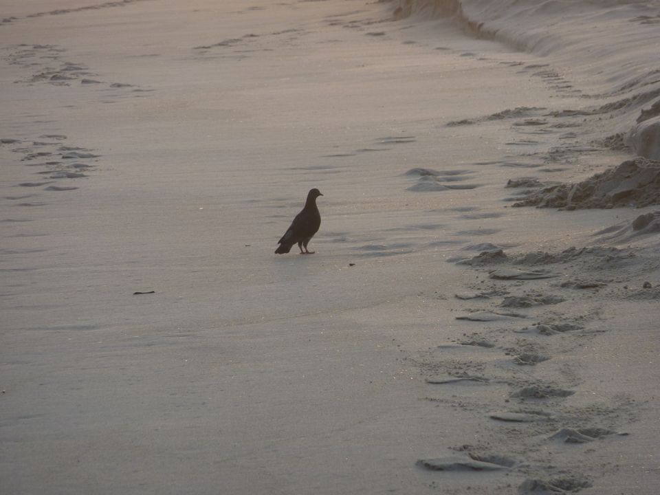 Jersey Seagull