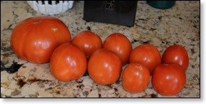 tomatoes