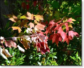 leaves